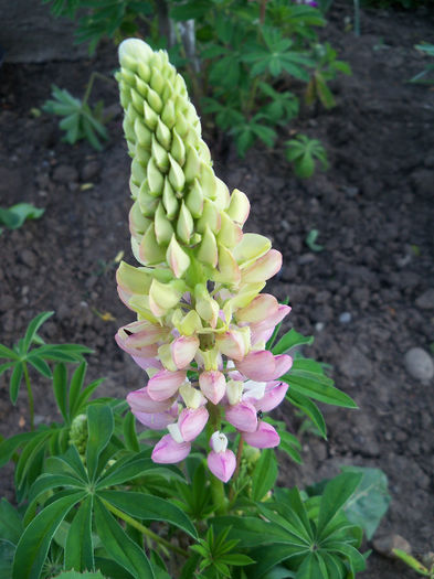 101_8644 - GRADINA 2013
