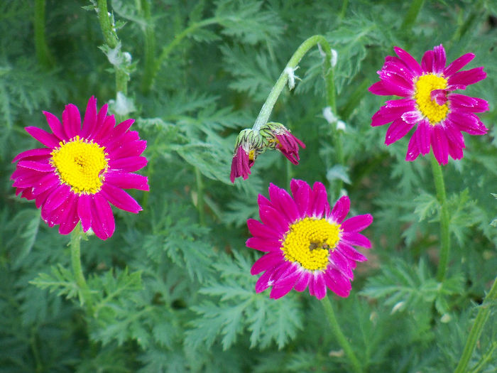 101_8610 - GRADINA 2013