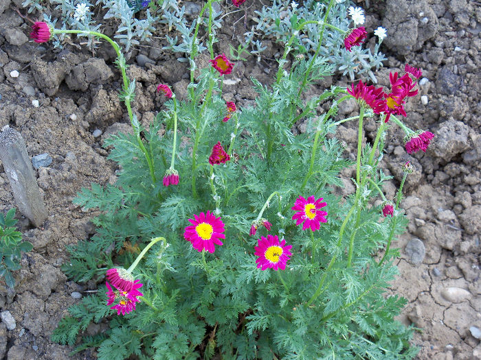 101_8611 - GRADINA 2013