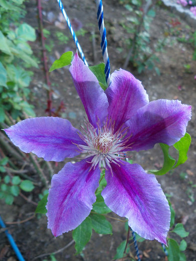 101_8615 - CLEMATIS 2013