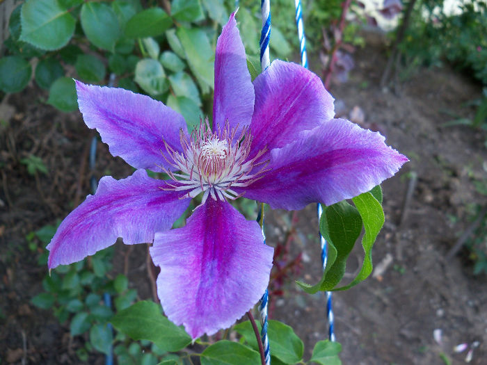 101_8616 - CLEMATIS 2013