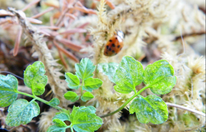 DSCN0290 - gargarite insecte si alte buburuze de toamna