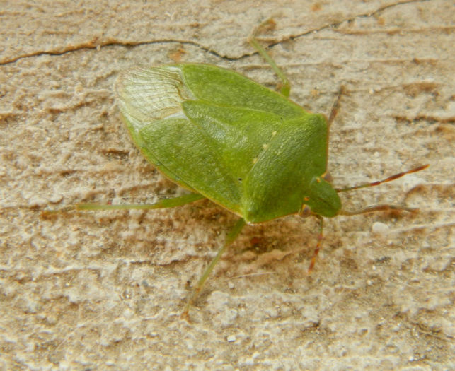 DSCN0298 - gargarite insecte si alte buburuze de toamna