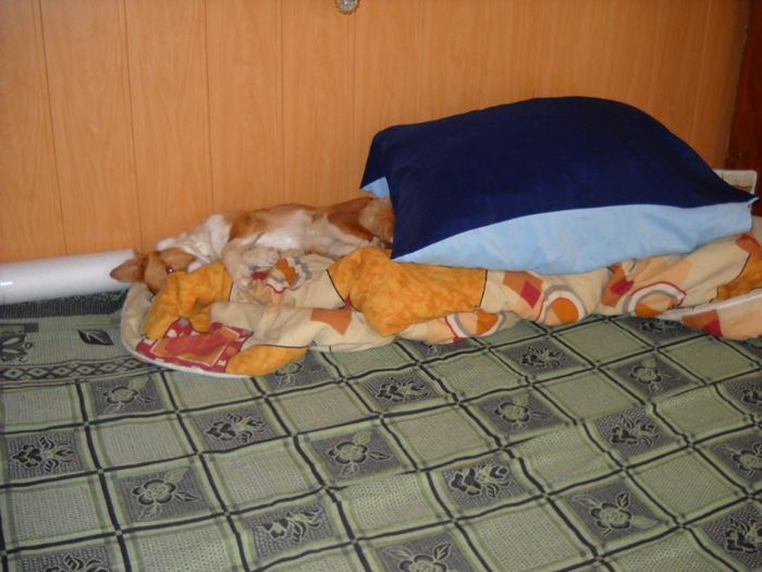 MS005 004 - Cateii mei