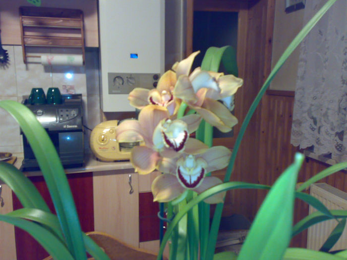 Cymbidium Sahara Sunrise