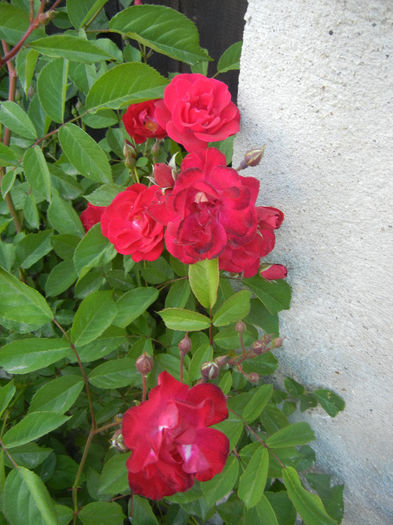 Rose Leipzig (2013, May 15)