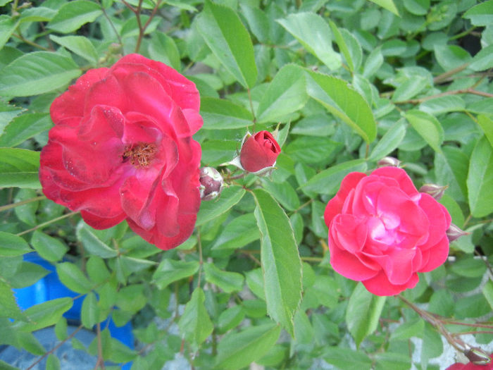 Rose Leipzig (2013, May 15)