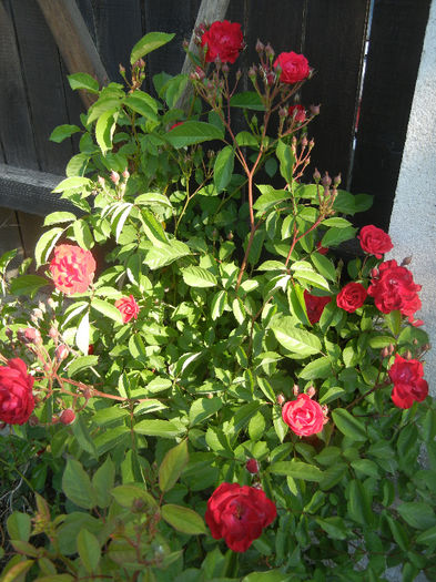 Rose Leipzig (2013, May 15)