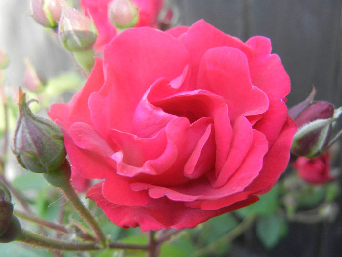 Rose Leipzig (2013, May 15)