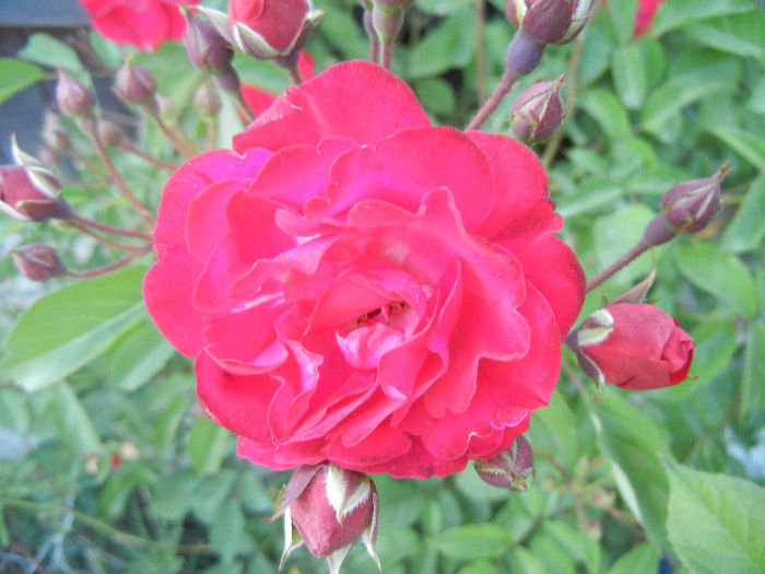 Rose Leipzig (2013, May 15)
