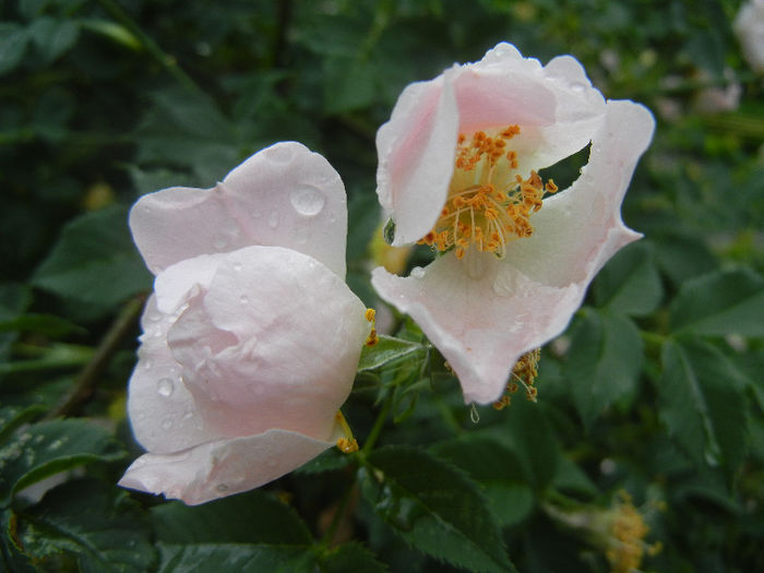 Rosa canina_Dog Rose (2013, May 13) - ROSA Canina_Dog Rose