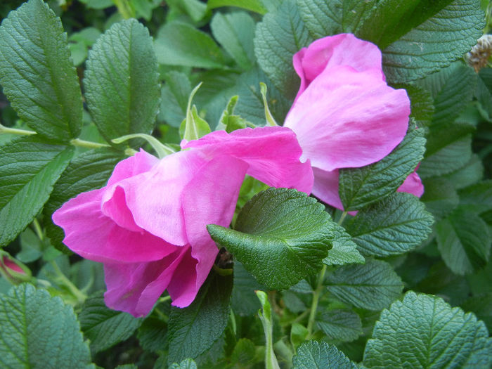 Rosa rugosa (2013, May 15)