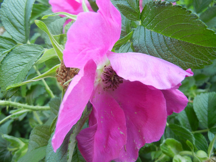 Rosa rugosa (2013, May 15)