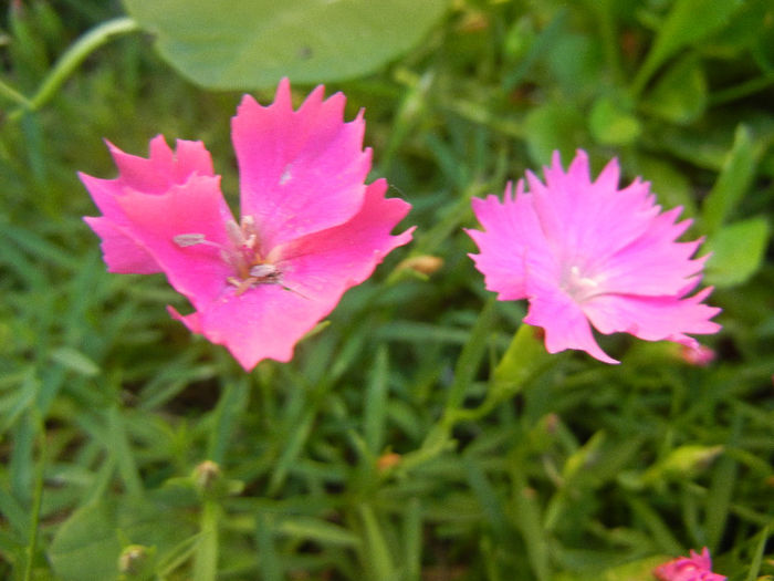 Dianthus Kahori (2013, May 15) - Dianthus Kahori