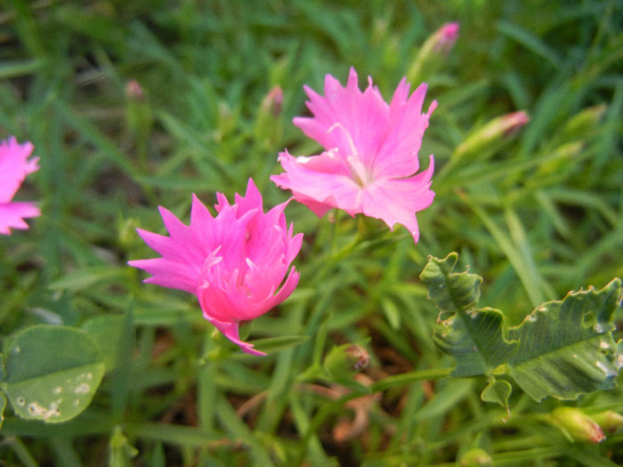 Dianthus Kahori (2013, May 15) - Dianthus Kahori