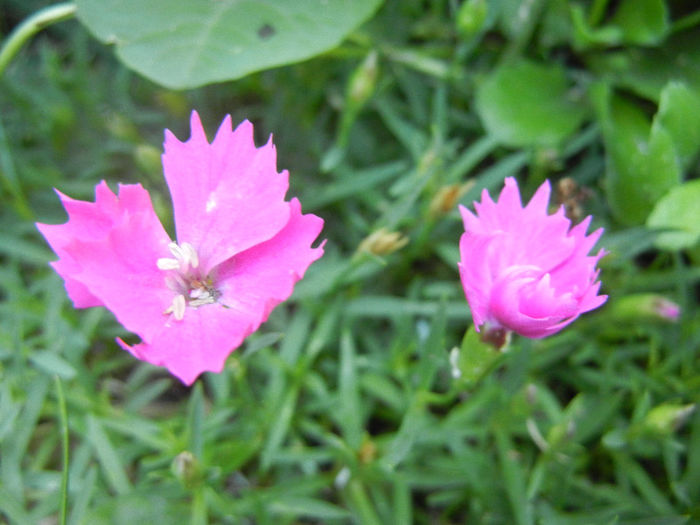Dianthus Kahori (2013, May 15) - Dianthus Kahori