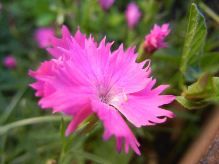 Dianthus Kahori (2013, May 15) - Dianthus Kahori