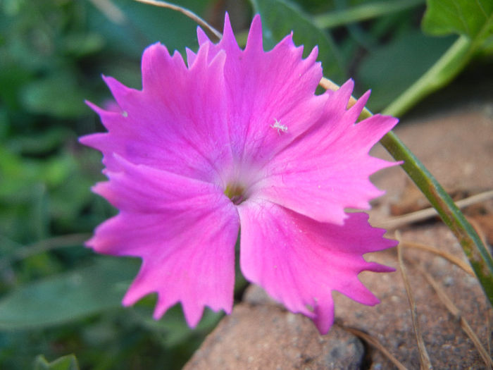 Dianthus Kahori (2013, May 15) - Dianthus Kahori