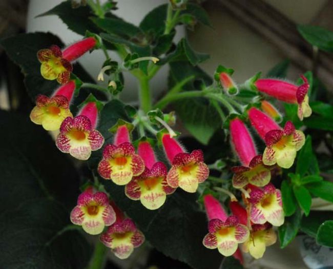 kohleria   an's nagging macaws; poza nu-mi apartine!!!

