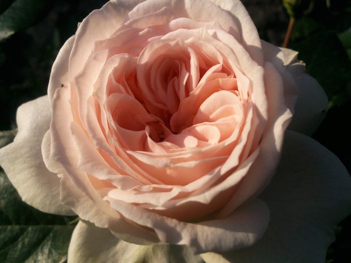 Photo1296 - Garden of roses