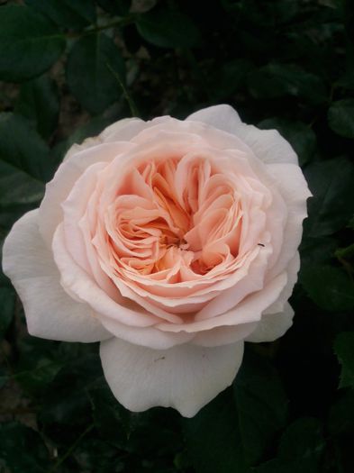 Photo1308 - Garden of roses