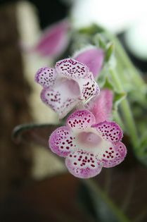 kohleria    jardin du monet