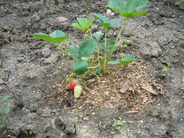 Picture 020 - capsuni -zmeura -mur-agris-aronia