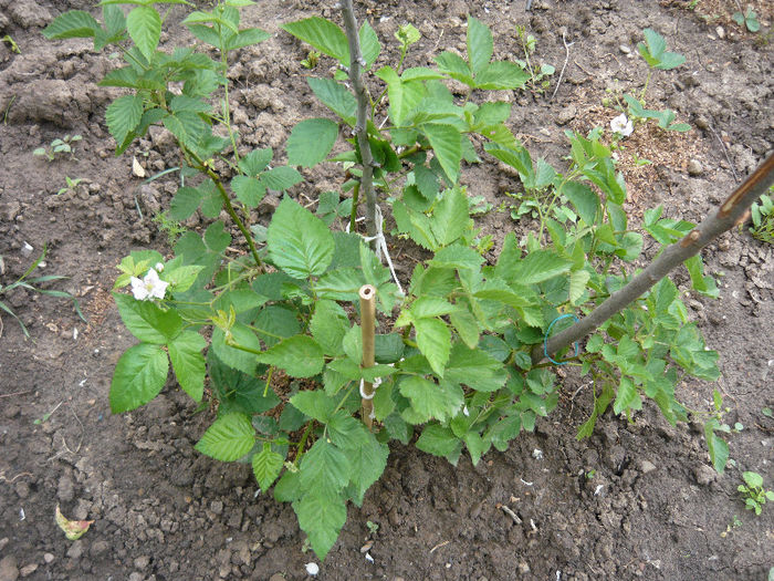 mur - capsuni -zmeura -mur-agris-aronia