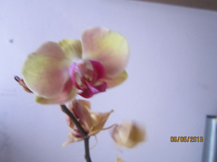 IMG_0812 - Orhidei