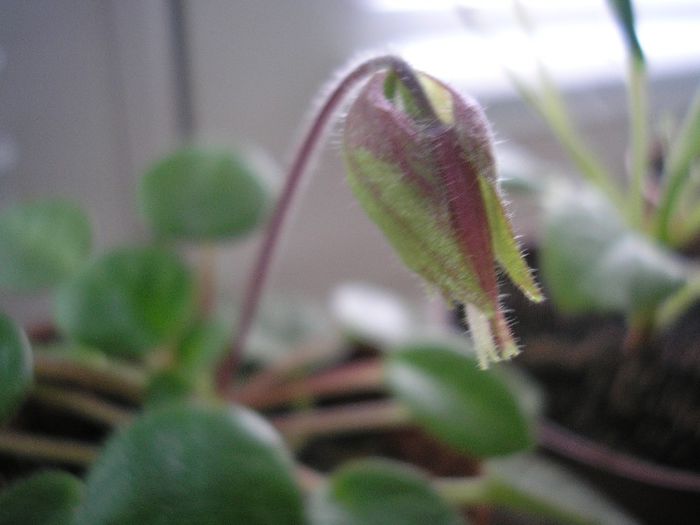 Chirita Tamiana - ALTE GESNERIACEAE