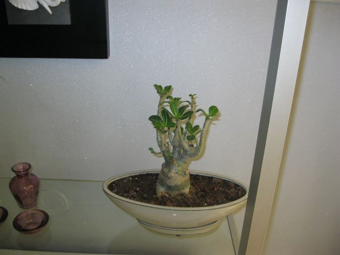 adenium bonsai