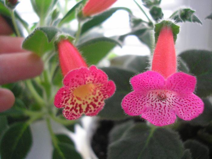 Flashdance si Sunshine - KOHLERIA