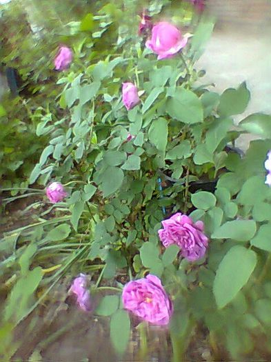 Fotogr.0593