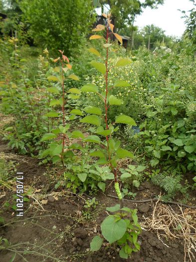 SAM_0007; cais pe corcodus perfectionata
