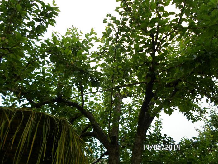 SAM_0011; par de toamna in coroana altoie de vara
