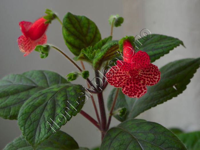 Kohleria Luci s Baby One - detalii http:flori-si-plante.roforumviewtopic.php?f=49&t=1217&p=23688#p23 - KOHLERIA IV - Hibrizii mei - My hybrids