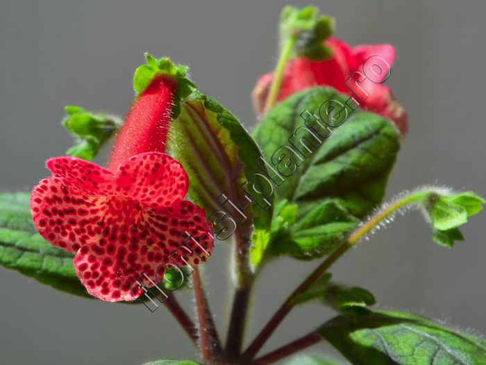 Kohleria Lucis Baby One - detalii http://flori-si-plante.ro/forum/viewtopic.php?f=49&t=1217&p=23688# - KOHLERIA IV - Hibrizii mei - My hybrids