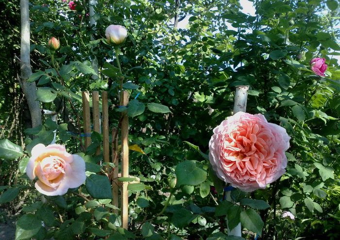 15052013 - Abraham Darby