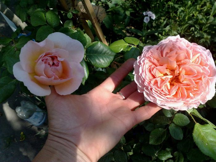 15052013 - Abraham Darby