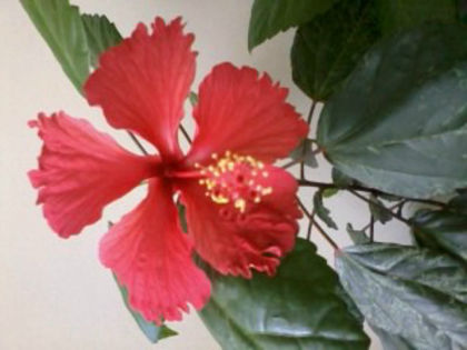  - Hibiscus 2