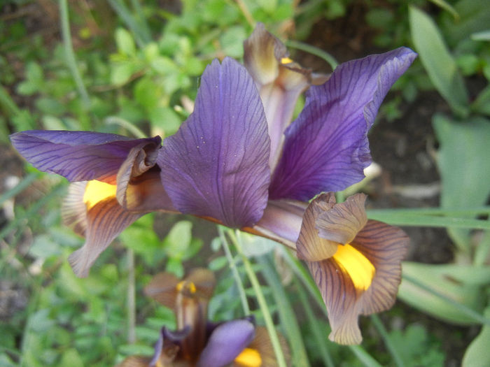 Iris Eye of the Tiger (2013, May 17)