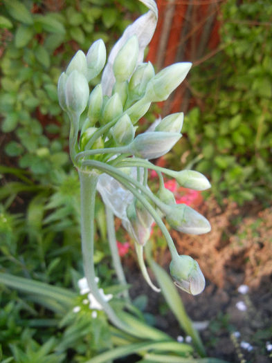 Sicilian Honey Lily (2013, May 15) - Nectaroscordum siculum