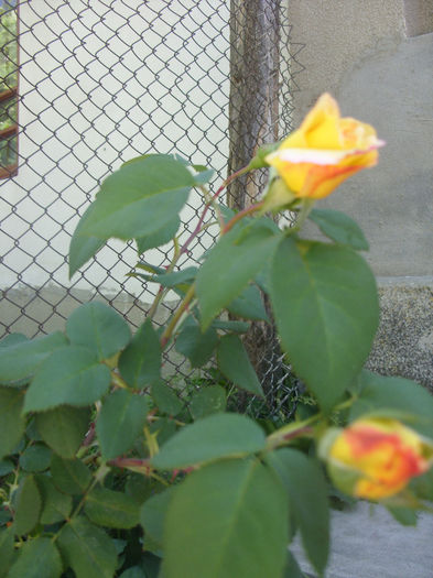 SDC12719 - Trandafirii mei