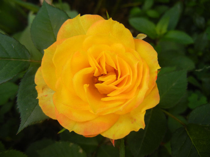 Yellow Miniature Rose (2013, May 17)