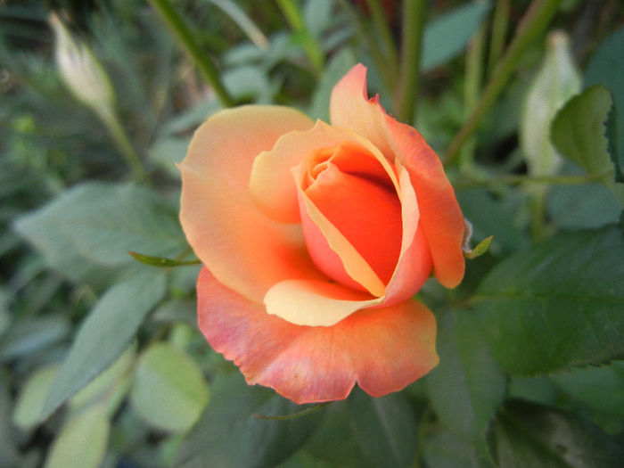 Orange Miniature Rose (2013, May 17)