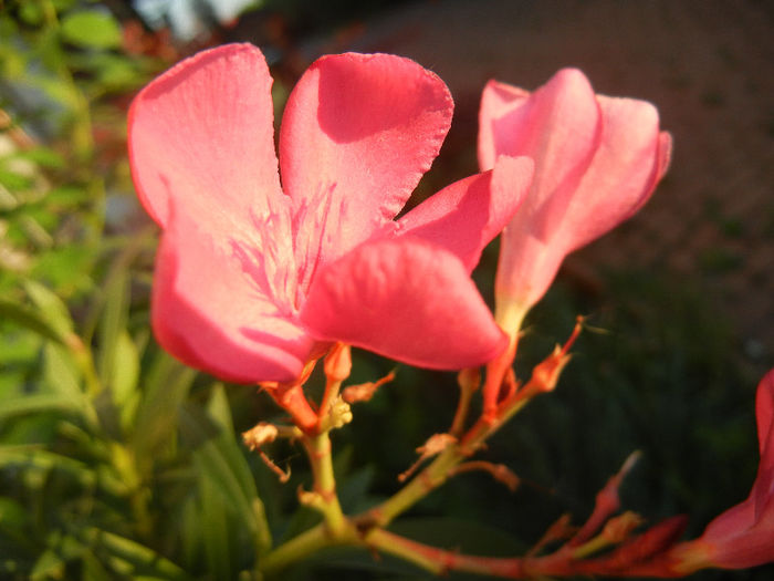 Pink Oleander (2013, May 15)