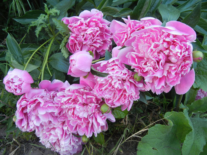 Peonies. Bujori (2013, May 15) - BUJORI_Peony Paeonia