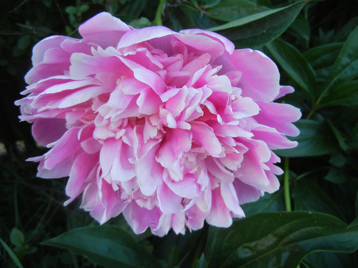 Peony. Bujor (2013, May 15) - BUJORI_Peony Paeonia