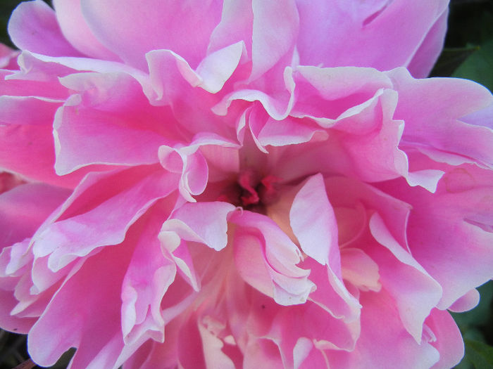 Peony. Bujor (2013, May 15) - BUJORI_Peony Paeonia