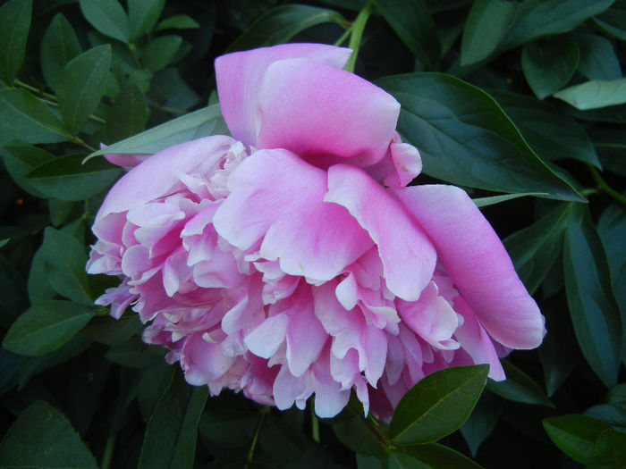 Peony. Bujor (2013, May 15) - BUJORI_Peony Paeonia